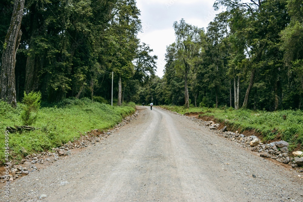 Rear view of a hiker in a dirt road in the forest at Mount Kenya National Park