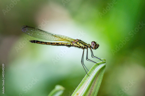 Image of Libellago lineata lineata dragonfly. © neosiam