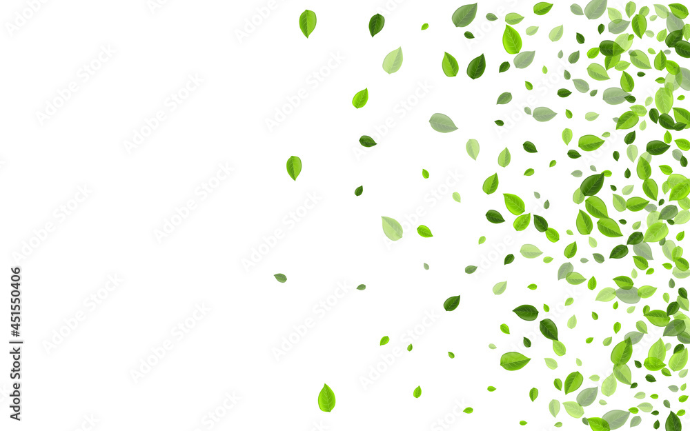 Olive Leaf Swirl Vector Branch. Abstract Foliage Olive Leaf Swirl Vector Branch. Abstract Foliage