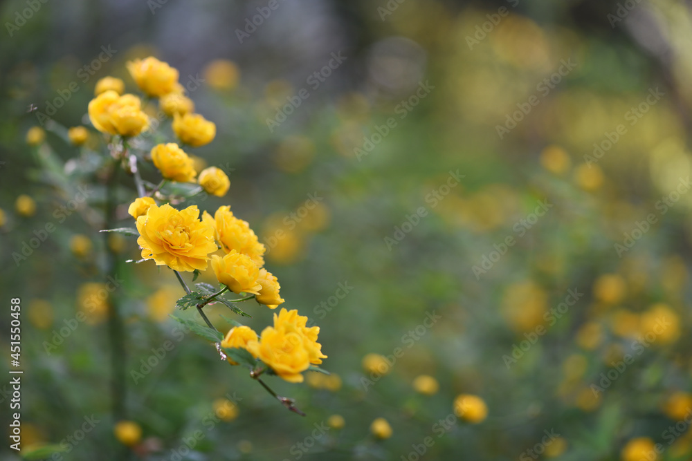 kerria japonica kerria japonica