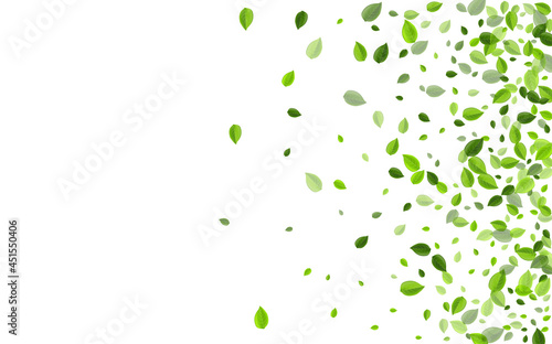 Olive Leaf Swirl Vector Branch. Abstract Foliage