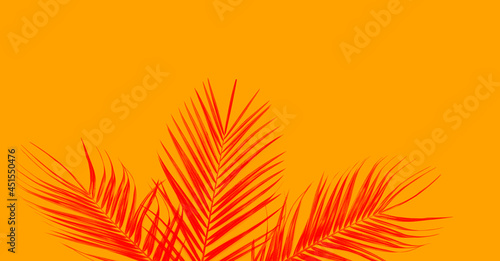 Exotic palm leaf on yellow background.