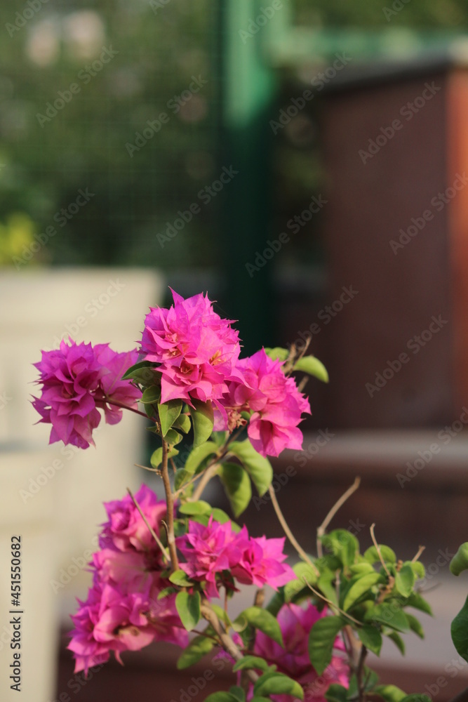flowers in the garden flowers in the garden