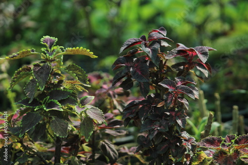 flowers in the forest