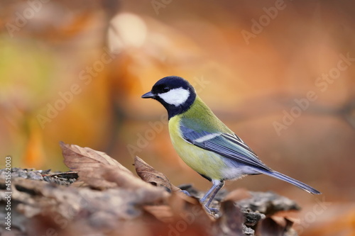 Beautiful portrait of a great tit with autumn background. Parus major