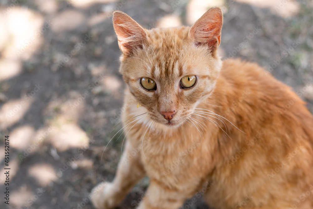 Portrait of ginger yellow cat sitting on the road top view. View from above of orange cat with green eyes sitting on the ground on which the sun's rays fall Portrait of ginger yellow cat sitting on the road top view. View from above of orange cat with green eyes sitting on the ground on which the sun's rays fall