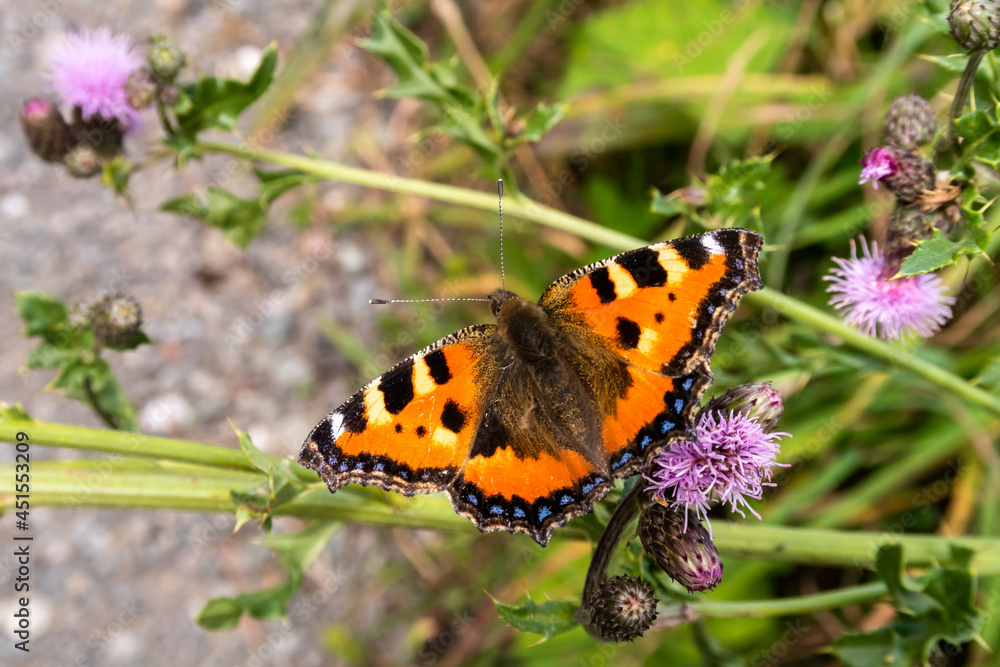 Obraz premium Makro Aufnahme Schmetterling kleiner Fuchs mit bunten Flügeln