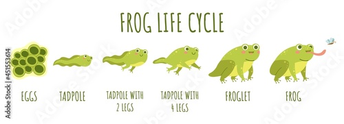 Frog life cycle. Stages development and growth of toad, water animal transforming stages, funny amphibians age changes, becoming an adult. Cute water reptiles, vector cartoon flat concept