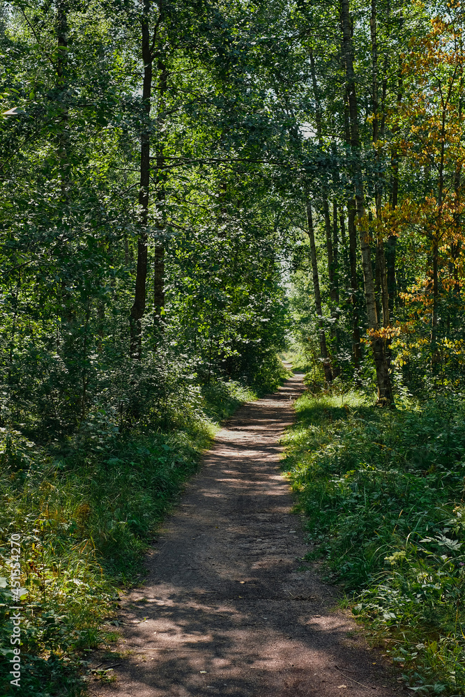 Forest road or trail in an overgrown old park. A bright sunny day, sunlight in the thicket of the forest. Walk in the park, forest background Forest road or trail in an overgrown old park. A bright sunny day, sunlight in the thicket of the forest. Walk in the park, forest background
