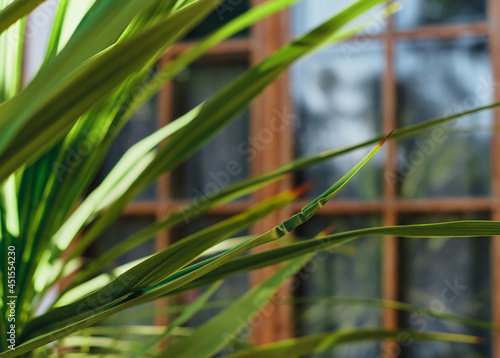 Green leaves of a palm tree on the background of a building, close-up, blurred focus. Natural background