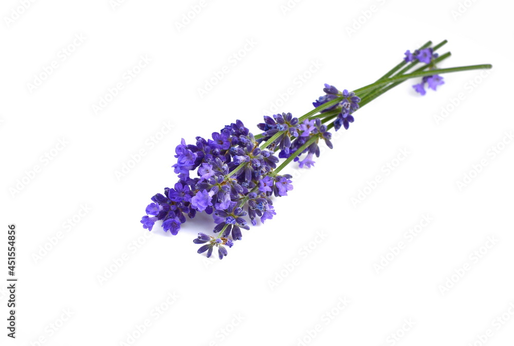 Fototapeta premium Lavender flowers in closeup. Bunch of lavender flowers isolated over white background.