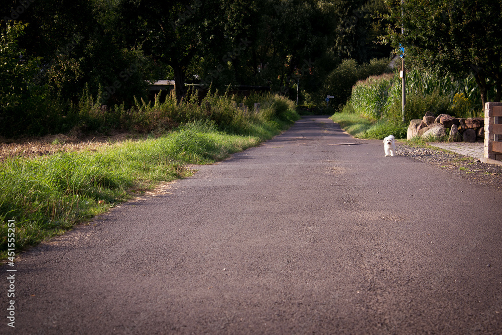 Fototapeta premium weißer Hund in Dorfidylle
