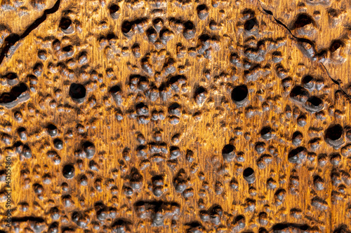 textured background with lots of holes on the surface. Use for the concept and the concept of trypophobia.
