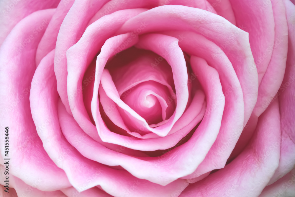 Top view pink rose flowers with light petal patterns  for valentine or wedding day background