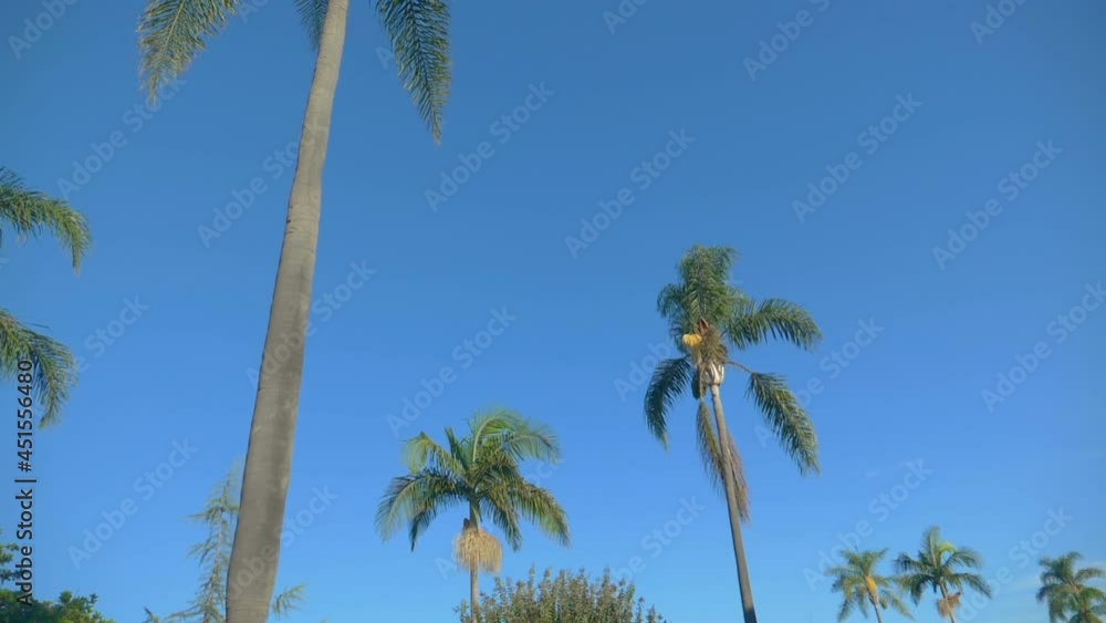 Palm trees in dolly shot in slow motion 180fps Palm trees in dolly shot in slow motion 180fps