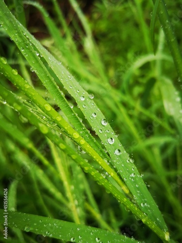 Nach dem Regen – Gräser mit Regentropfen