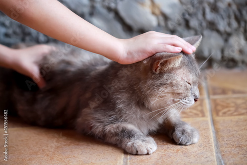 A cat closed eye while little asian child girl hand stroking and massage gentle on body