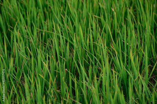 green fields  garbage in the field
  scarecrow   rice plant
  plastic bottles   garbage
  

 