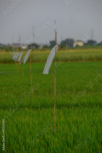 green fields  garbage in the field
  scarecrow   rice plant
  plastic bottles   garbage
  

 