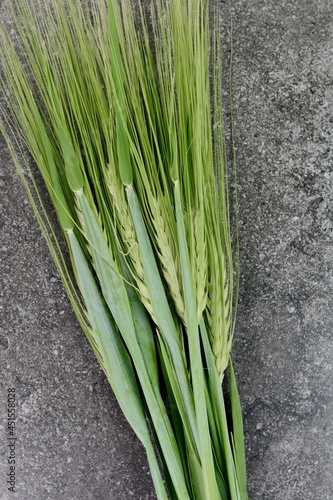 green ears of wheat on a white background. Green young wheat isolated on white. 