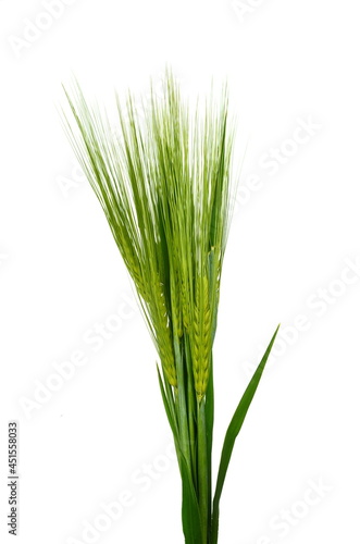 green ears of wheat on a white background. Green young wheat isolated on white. 