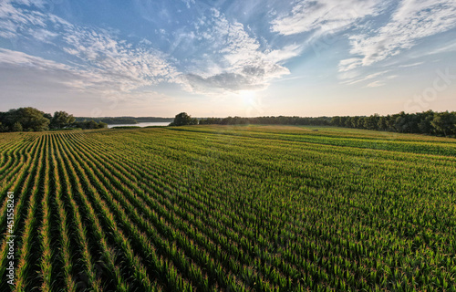 Aerial panoramic view taken by a drone of a Corn field agriculture under a sunset sky. Green nature. Rural farm land in summer. Plant growth. Farming scene. Outdoor landscape. Organic leaf. Crop © Bjorn B