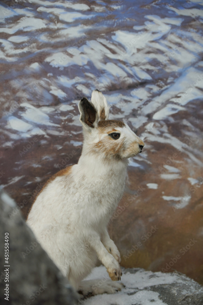 Obraz premium Wildtiere im Nationalpark Hohe Tauern: Schneehase
