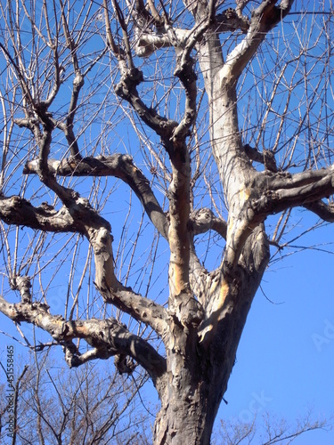 冬の枯れ木のトウカエデと青空