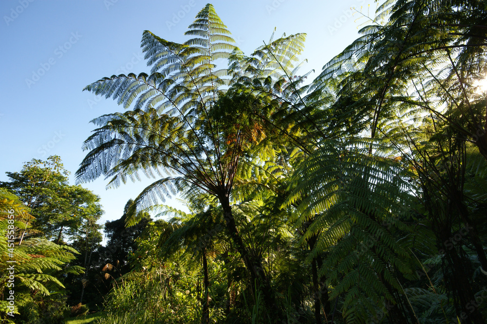Huge tree fern leaves (Cyathea ssp.) with blue sky, Sarawak, Borneo ...