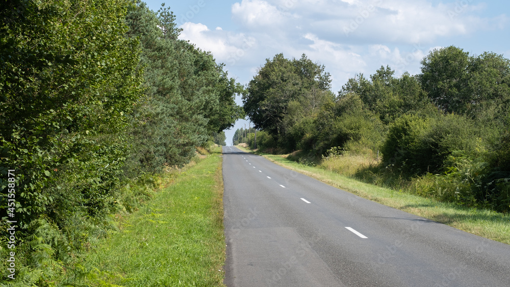 Obraz premium Road on the middle of the forest