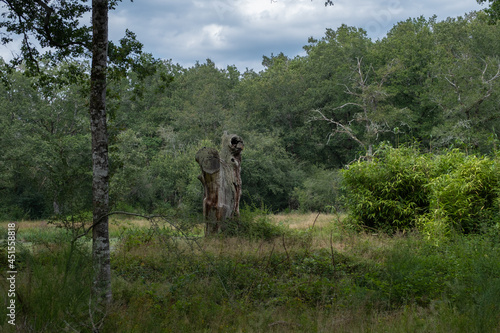 Foto humanlike Wooden trunk in the forest