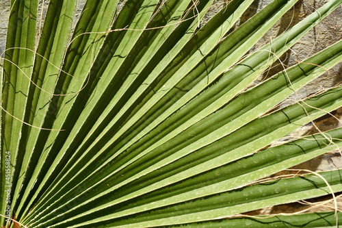 palm trees bottom view to the tops. In the foreground in the center of the curve the trunk of a tree with green branches against a blue sky. 