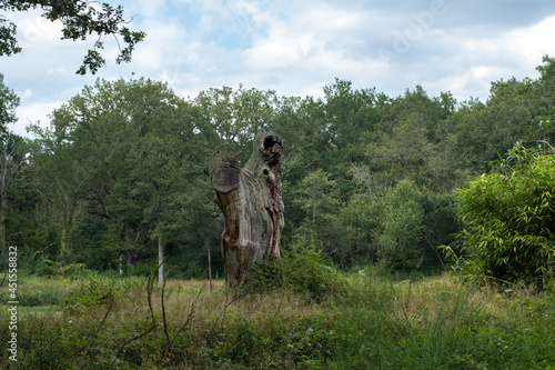 Obraz na plátne humanlike Wooden trunk in the forest