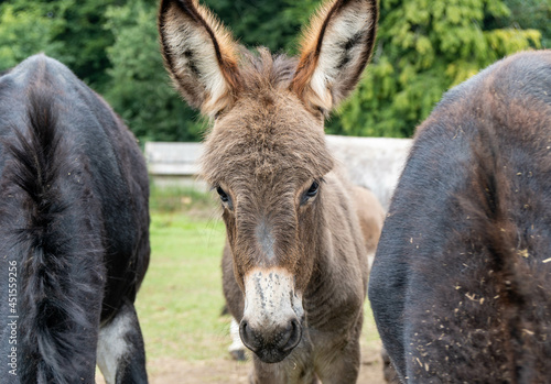 portrait of a donkey in field