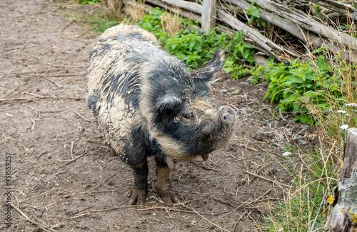 dirty black pig in the mud