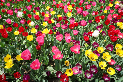 Colorful Tulip in Flower Garden © EvrenKalinbacak