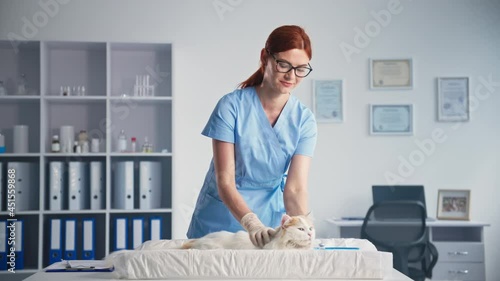 friendly female veterinarian stroking and calming domestic cat while examining an animal in medical office, smiling and looking at camera