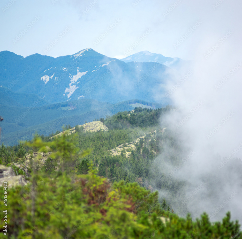 Panorama of forest in fog in summer in the carpathian