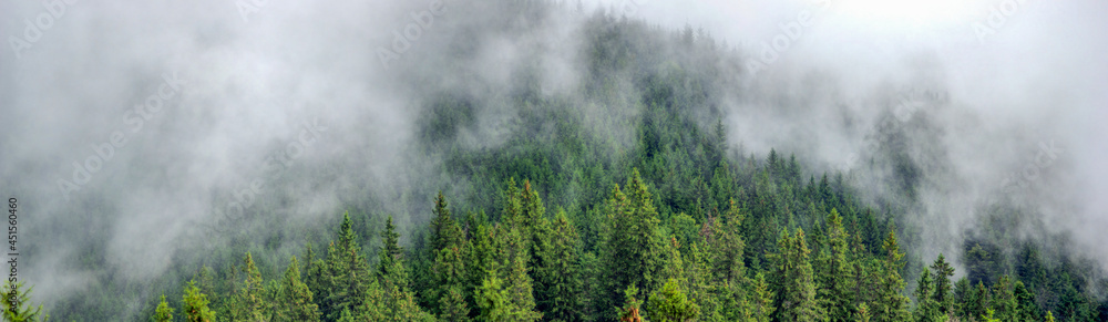 Panorama of forest in fog in summer in the carpathian Panorama of forest in fog in summer in the carpathian