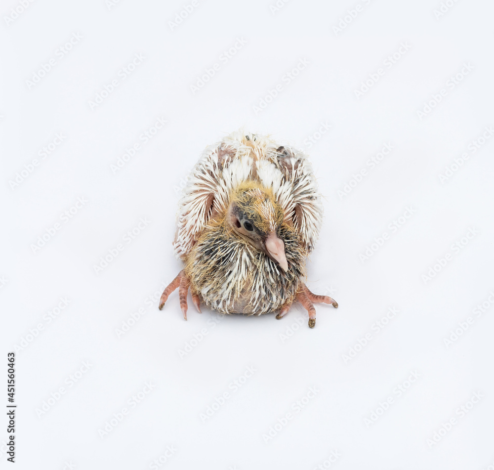 A newborn pigeon baby close up view on isolated white background A newborn pigeon baby close up view on isolated white background