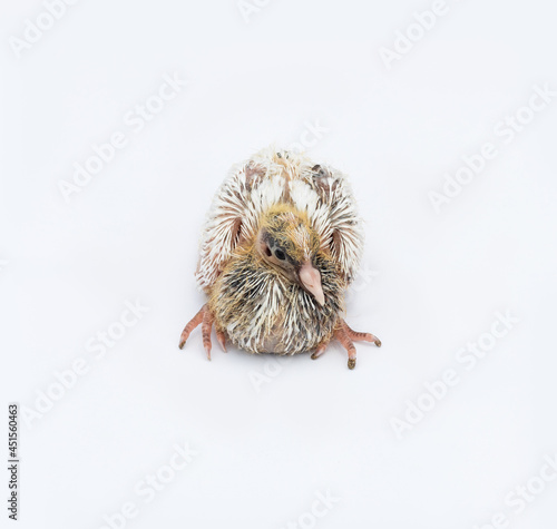 A newborn pigeon baby close up view on isolated white background