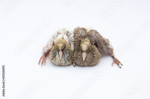 A pair of newborn pigeon babies on an isolated white background