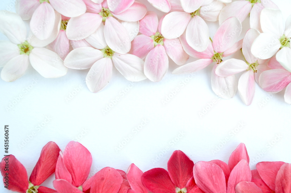 Beautiful Rangoon Creeper flowers on white paper background. Space for text. Beautiful Rangoon Creeper flowers on white paper background. Space for text.