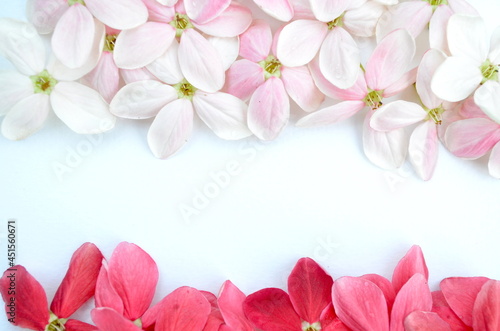 Beautiful Rangoon Creeper flowers on white paper background. Space for text.
