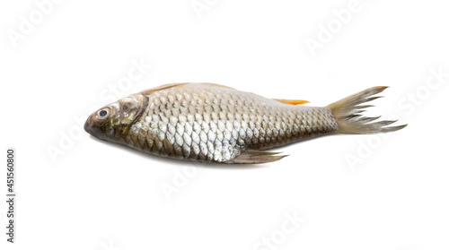 Fresh shiny olive silver barb fish close view on isolated white background