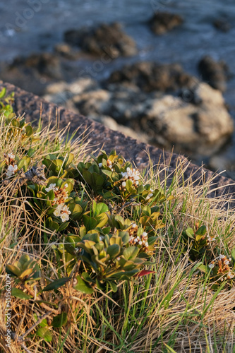 Vertical closeup shot of Rhaphiolepis umbellata plants on a seashore photo