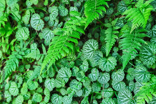 Closeup shot of green saxifraga stolonifera and fern plants photo