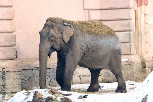 A view of a funny elephant in winter in an animal park.