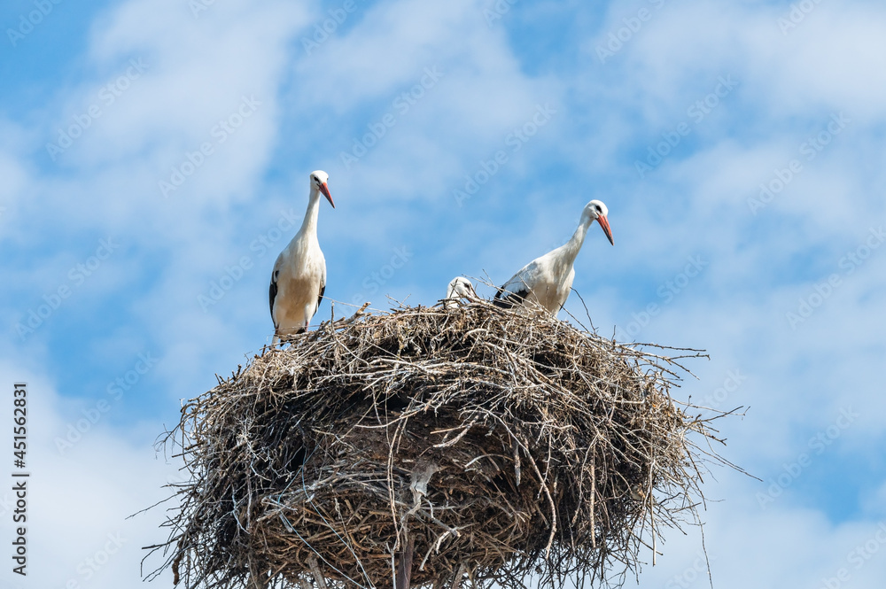 white stork in the nest