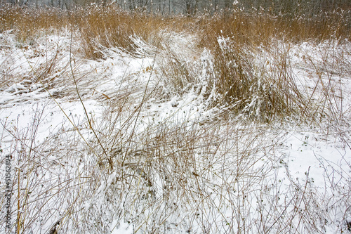 france,île de france,vallée de chevreuse : herbe et joncs sous la neige photo